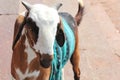 Cute Goat wearing Sweater