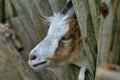 Cute Goat between wooden rungs, closeup Royalty Free Stock Photo