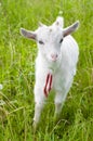 Cute goatling