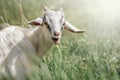 Cute goatling, agape looking right at you close-up Royalty Free Stock Photo