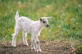 Cute goatling feeding with grass, grazing on nature countryside. Domestic, eco farm animals