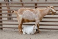 Cute goatling with his mother