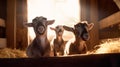 cute goats in the barn on the farm