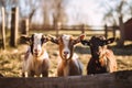 Cute goats inside of paddock at farm morning life. Generate AI