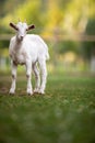 Cute goats on an organic farm