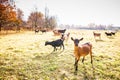 Cute goats on an organic farm