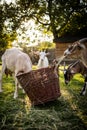 Cute goats on an organic farm