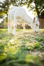 Cute goats on an organic farm