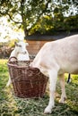 Cute goats on an organic farm