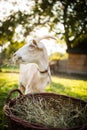 Cute goats on an organic farm