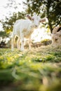 Cute goats on an organic farm