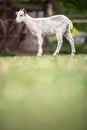 Cute goats on an organic farm, looking happy, grazing outdoors