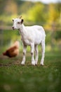 Cute goats on an organic farm, looking happy, grazing outdoors