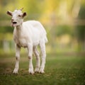 Cute goats on an organic farm, looking happy, grazing outdoors