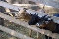 Cute goats stand behind the fence and look in one direction. Royalty Free Stock Photo