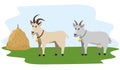 Cute goats vector flat illustration. Farm animal goat