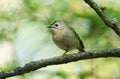 A cute Goldcrest, Regulus regulus, perching on a branch of a tree in spring. It is trying to attract a mate.