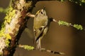A cute Goldcrest, Regulus regulus, holding onto a small twig and looking up on the underside of a branch for insects to eat that a