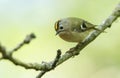 A cute Goldcrest, Regulus regulus, perching on a branch of a tree in spring. It is trying to attract a mate.