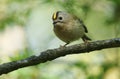 A cute Goldcrest, Regulus regulus, perching on a branch of a tree in spring. It is trying to attract a mate. Royalty Free Stock Photo