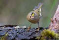 Cute Goldcrest regulus regulus posing with bright crown on lichen branch near a waterpond in forest Royalty Free Stock Photo