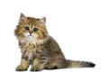 Cute golden British Longhair cat kitten, Isolated on white background. Royalty Free Stock Photo