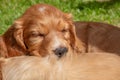 Cute Golden Brown Puppy Dogs Sleeping Outside On Grass