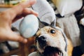 Cute golden dog in grey bunny ears playing with owner, trying to eat stylish easter egg in room. Lifestyle photo. Adorable dog