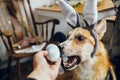 Cute golden dog in grey bunny ears playing with owner, trying to eat stylish easter egg in room. Lifestyle photo. Adorable dog