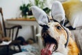 Cute golden dog in grey bunny ears playing with owner, trying to eat stylish easter egg in room. Lifestyle photo. Adorable dog