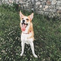 Cute golden dog sitting among white flowers and smiling . Happy dog resting on green grass in summer park. Phone photo Royalty Free Stock Photo