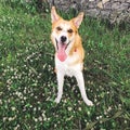 Cute golden dog sitting among white flowers and smiling . Happy dog resting on green grass in summer park. Phone photo Royalty Free Stock Photo