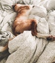Cute golden dog sleeping on owners bed. Funny dog resting on white sheets, cozy adorable moment. Phone photo