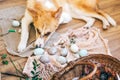 Cute golden dog sleeping at stylish easter eggs, wicker basket with holiday food, flowers on rustic wooden background in light. Royalty Free Stock Photo