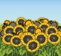 Vector illustration. Sunflowers