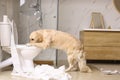 Cute Golden Labrador Retriever drinking water from toilet Royalty Free Stock Photo