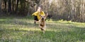 Cute golden labrador retriever puppy running towards the camera in a green meadow Royalty Free Stock Photo