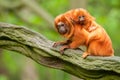 Cute golden lion tamarin with baby Royalty Free Stock Photo