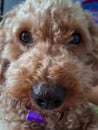 Cute golden poodle dog snout