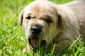 golden puppies, spring nature, still born Royalty Free Stock Photo