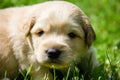 golden puppies, spring nature, still born Royalty Free Stock Photo