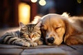 Cute golden retriever and cat peacefully sleeping together on the floor