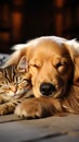 Cute golden retriever and cat peacefully sleeping together on the floor