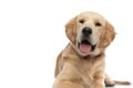 Cute golden retriever dog feeling happy, sticking his tongue out Royalty Free Stock Photo