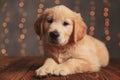 Cute golden retriever dog laying down on wooden floor Royalty Free Stock Photo