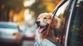 Cute Golden Retriever Dog Looking out of the Car Window Generative AI Royalty Free Stock Photo