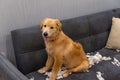 Golden retriever dog playing tissue on sofa Royalty Free Stock Photo