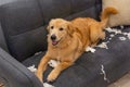 Golden retriever dog playing tissue on sofa at living room Royalty Free Stock Photo