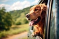 A cute Golden Retriever dog\'s head sticks out of the car window Royalty Free Stock Photo