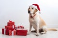 Cute Golden retriever dog in Santa Claus Christmas red hat sitting near the gift boxes with ribbons on white background Royalty Free Stock Photo